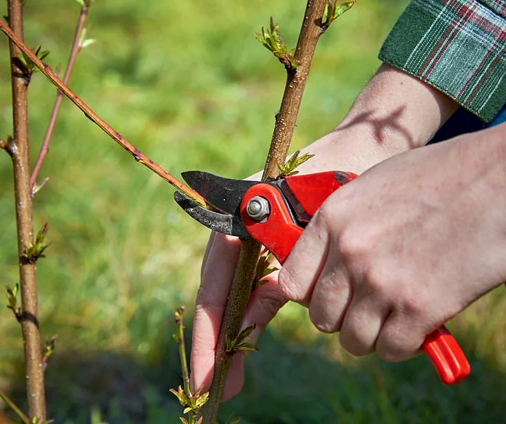 Fall garden pruning guide