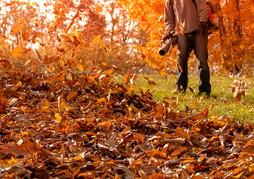 Fall cleanup guide
