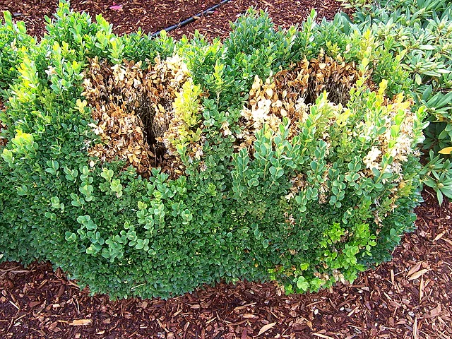 Boxwood Blight in Southern Ontario: What to Look For