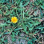 Common Lawn Weeds in Southern Ontario — and What They Tell You