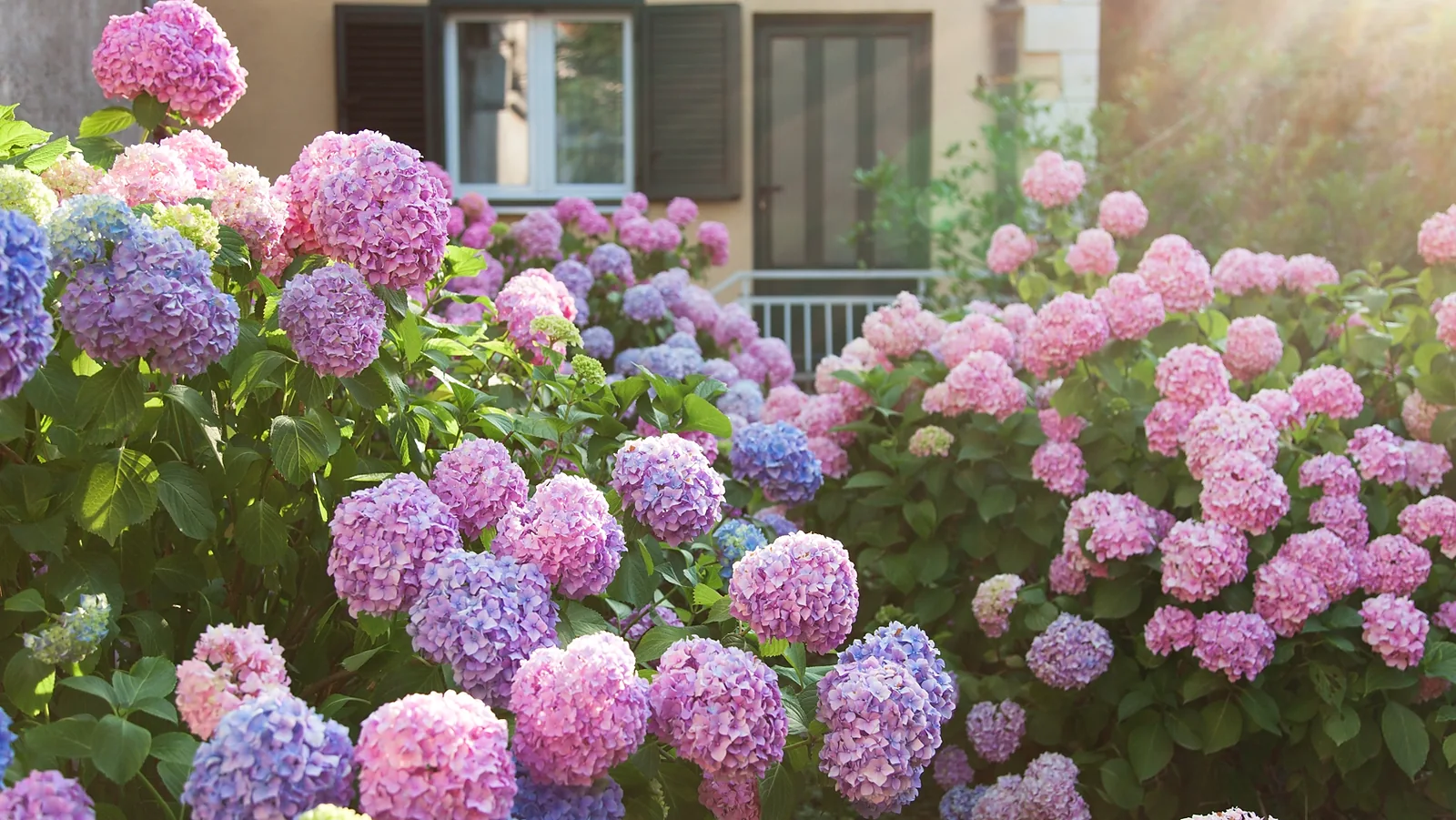 Hydrangeas in Southern Ontario: Care, Pruning & Winter Prep