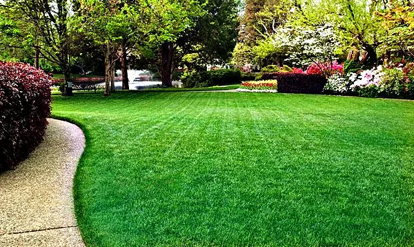 How to Put Your Lawn to Bed for Winter