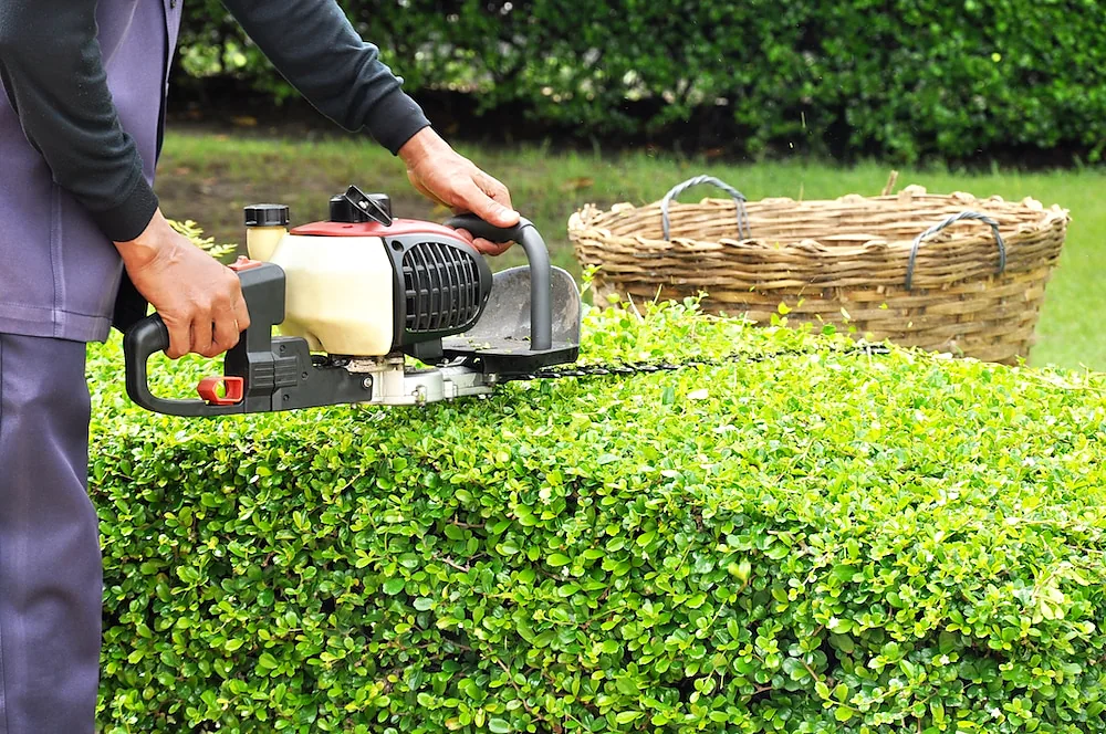 Hedge pruning in progress