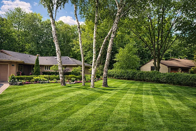 Fresh residential lawn with crisp mowing stripes