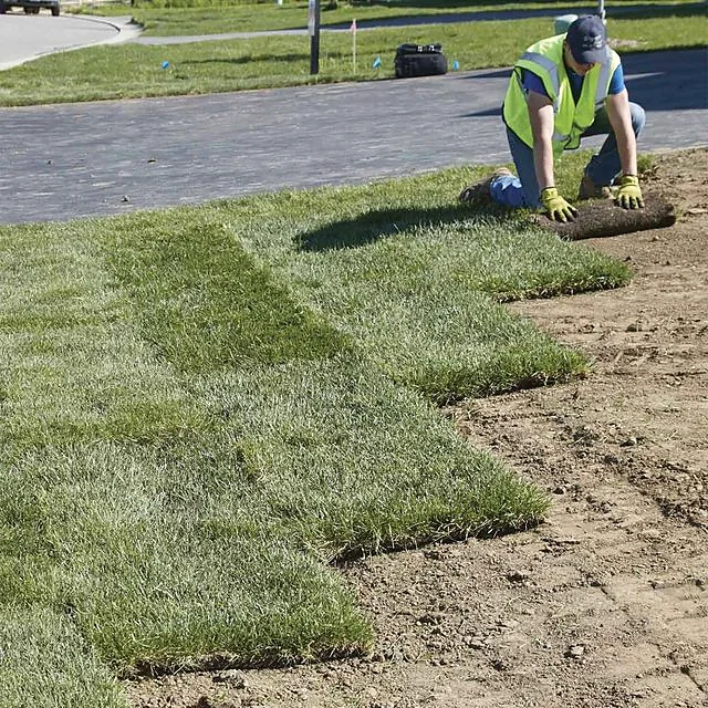 Fresh sod installation in progress