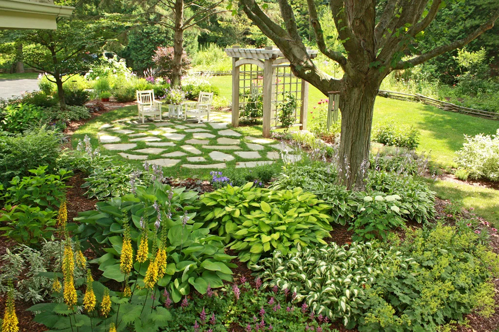 Garden path through mature shade planting.