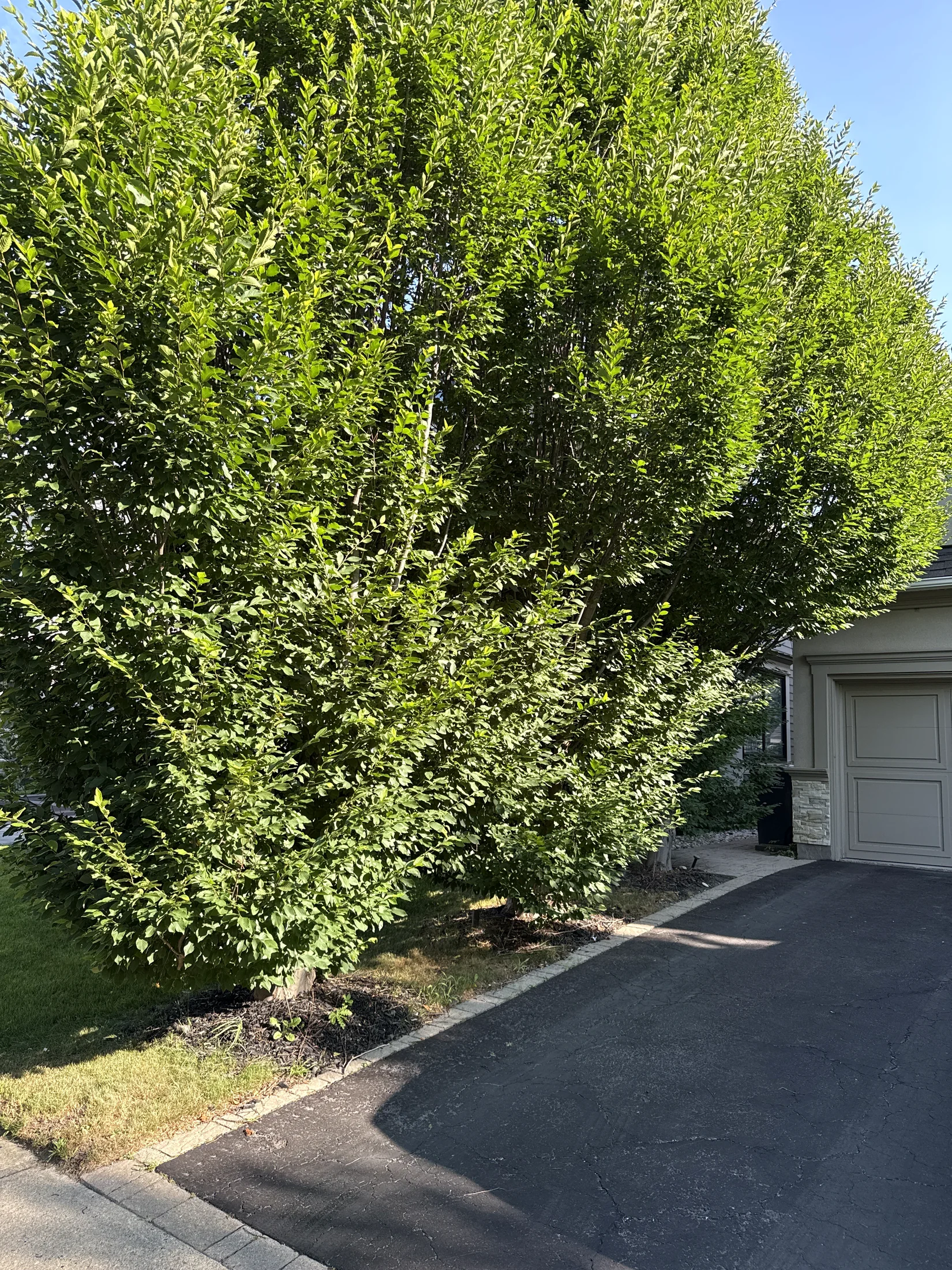 A&R Lifestyle Hedge & Shrub Pruning